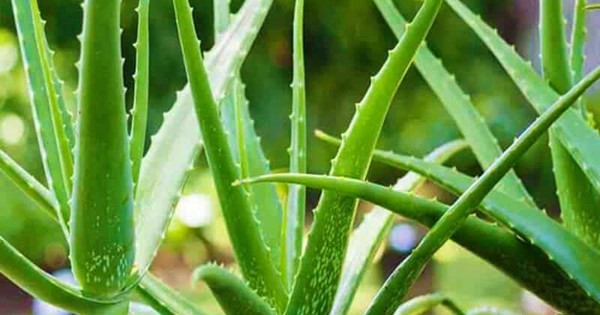  Những bông hoa của cây cảnh này không có tính trang trí cao và có thể bị bỏ qua, nhưng lô hội hiếm khi nở hoa nên khi cây cảnh này nở hoa, điều đó được coi là điềm báo về điều tốt lành sắp đến với gia đình.