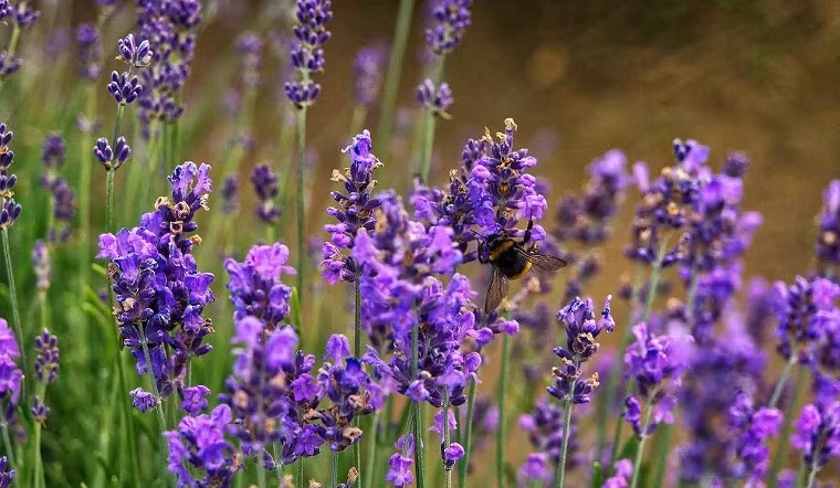  1. Cây cảnh: Oải hương: Ngoài việc có hoa màu tím đẹp mắt, hoa oải hương còn tỏa ra mùi thơm rất độc đáo. Quyến rũ và êm dịu, mùi hương này sẽ ngay lập tức đưa bạn vào trạng thái yên tĩnh và thư giãn. 