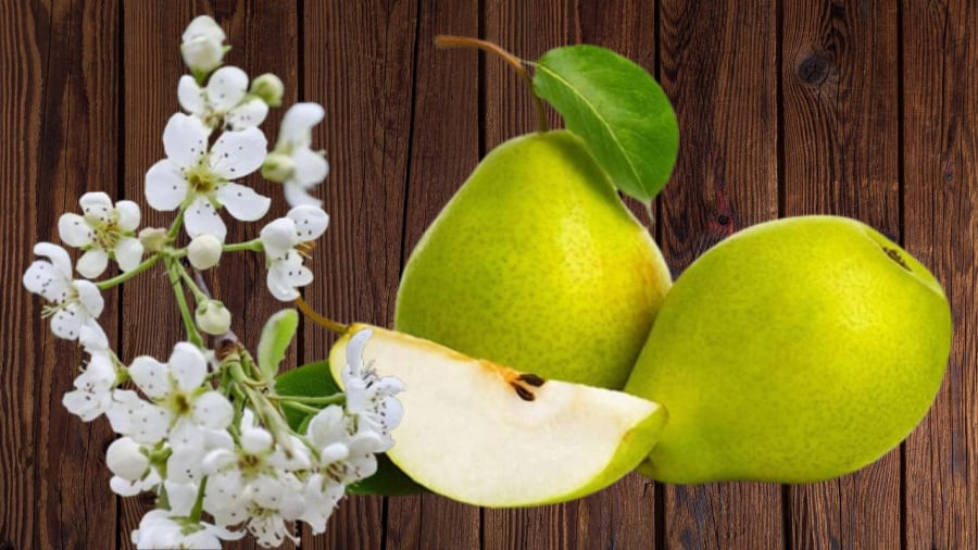 Cay le cho hoa dep qua ngon nhung co nhan kieng trong truoc nha