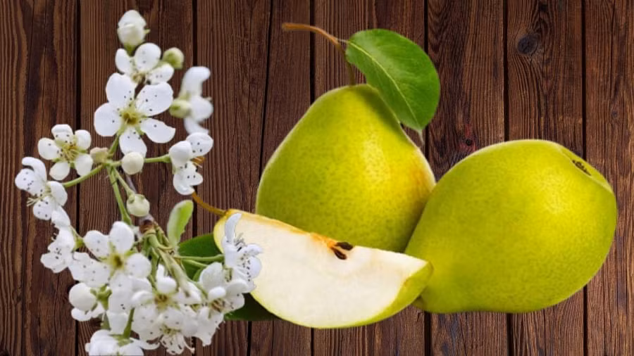 Cay le cho hoa dep qua ngon nhung co nhan kieng trong truoc nha