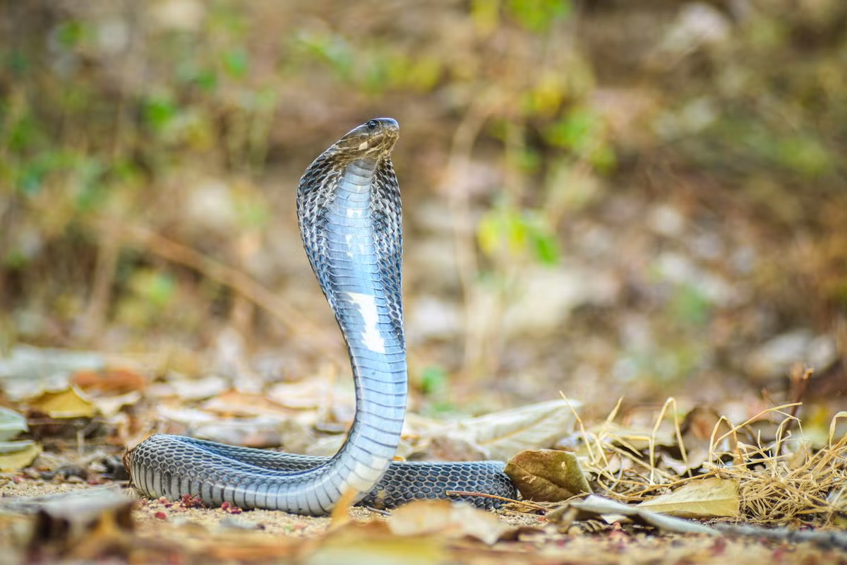 Rắn hổ mang Xiêm (Naja siamensis). Kích cỡ: Dài 1-2 mét. Khu vực phân bố: Có nhiều ở Nam Bộ, gồm các tỉnh Tây Ninh, Đồng Nai, TP HCM, An Giang, Tiền Giang, Kiên Giang, Vĩnh Long, Sóc Trăng, Cà Mau. Ảnh: Thai National Parks.