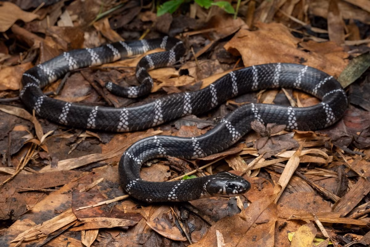 Rắn cạp nia Slowinski (Bungarus slowinskii). Kích cỡ: Dài 1-1,5 mét. Khu vực phân bố: Rất hiếm, chỉ gặp ở các khu rừng thường xanh còn tốt từ Bắc Bộ vào đến Huế (VQG Bạch Mã). Ảnh: Rupert's Reptiles / Instagram.