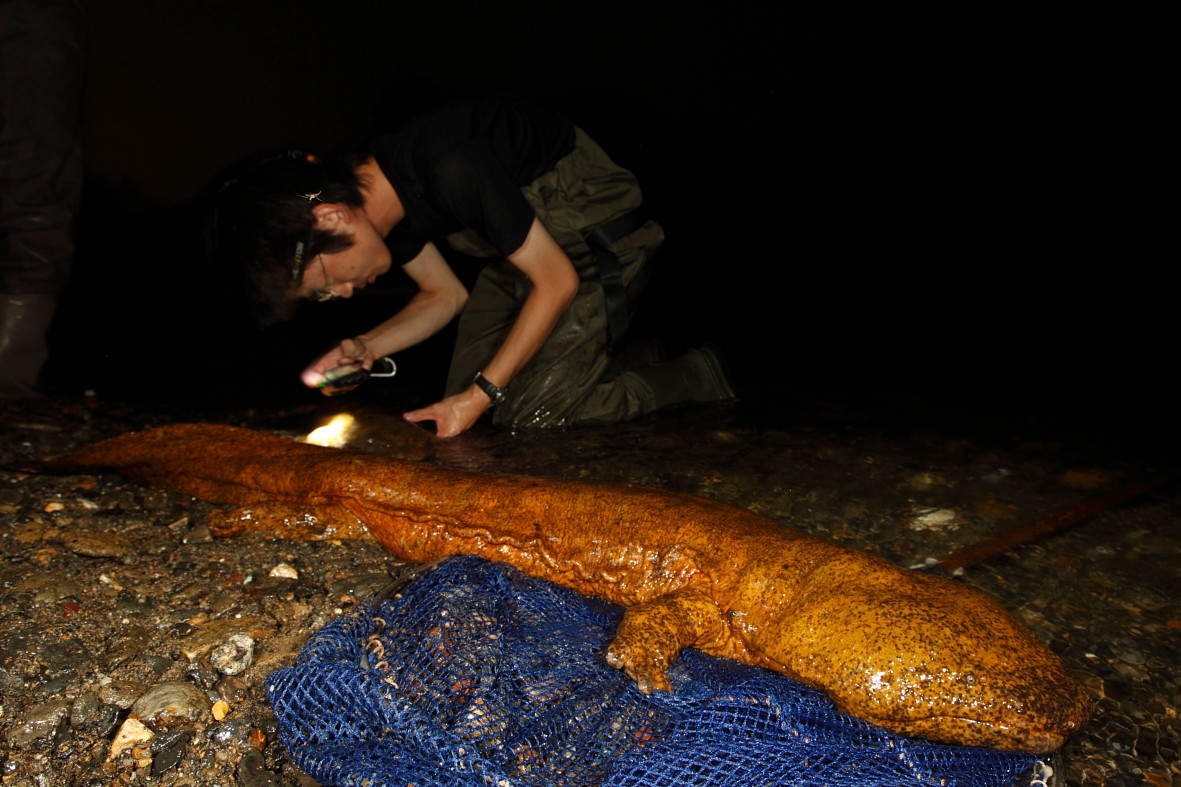 Ky nhong khung nhat hanh tinh, cao lon bang 1 phu nu truong thanh-Hinh-2