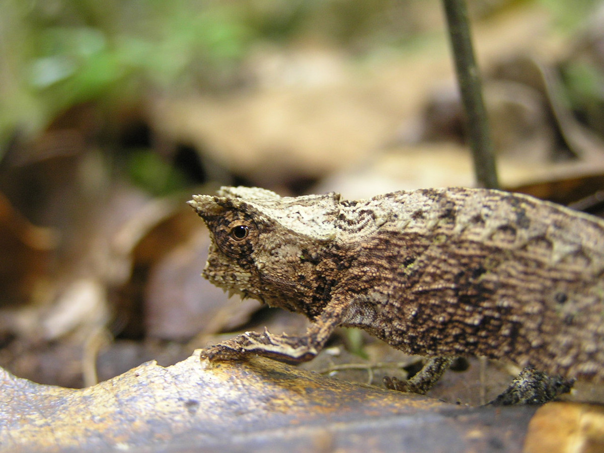 Tắc kè lá (Brookesia) là một chi thằn lằn nằm trong họ Tắc kè hoa (Chamaeleonidae). Chúng gồm những loài tắc kè hoa đặc hữu của đảo Madagascar, có kích thước rất nhỏ. Ảnh: Wikipedia.