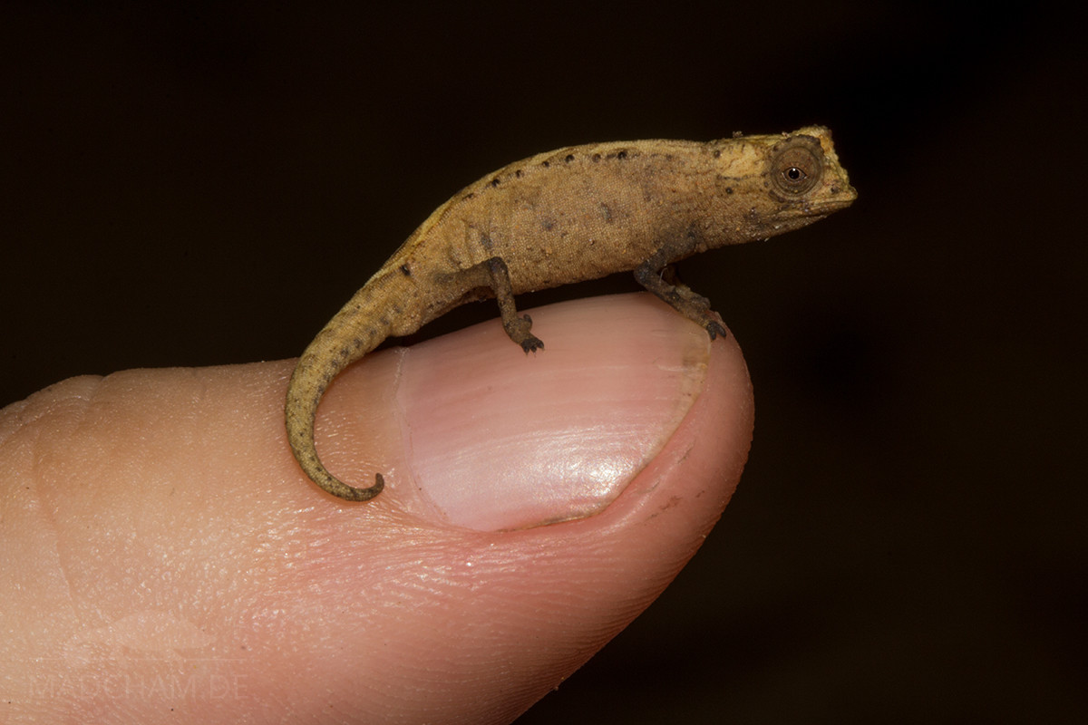 Một số hình ảnh khác về những loài thằn lằn nhỏ nhất thế giới. Ảnh: Madcham.de.