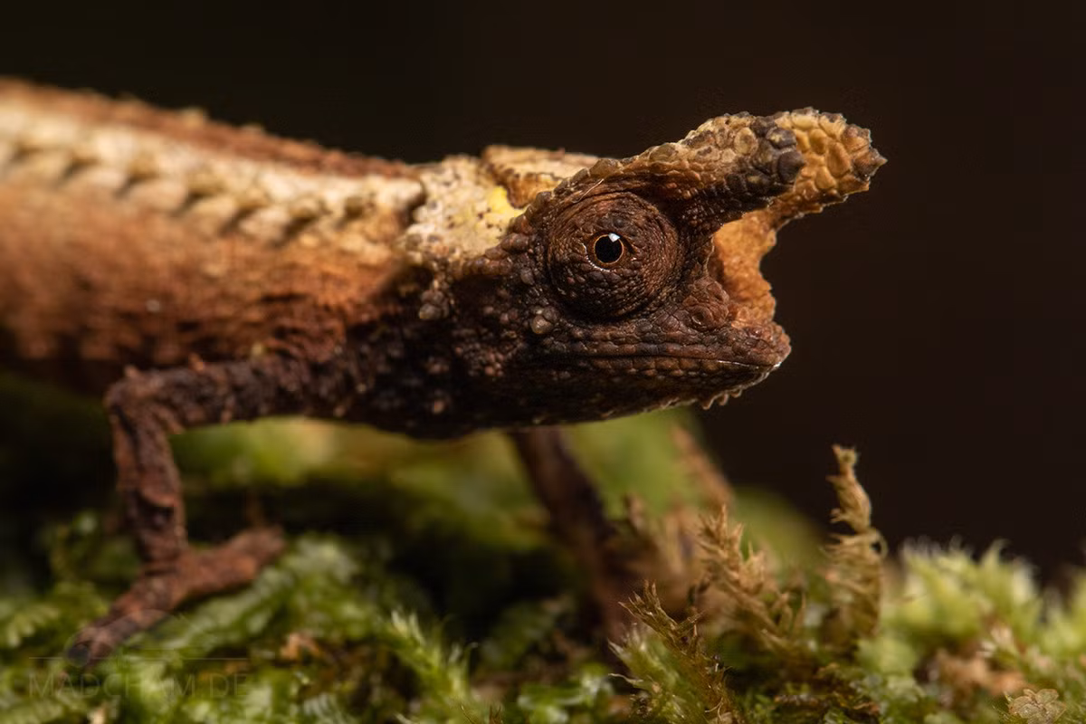 Một số loài tắc kè lá đang tồn tại vẫn chưa được đặt tên khoa học do sự hạn chế trong công tác hậu cần dành cho các nhà nghiên cứu, dẫn đến khó khăn trong việc thu mẫu và nghiên cứu chuyên sâu. Ảnh: Madcham.de.