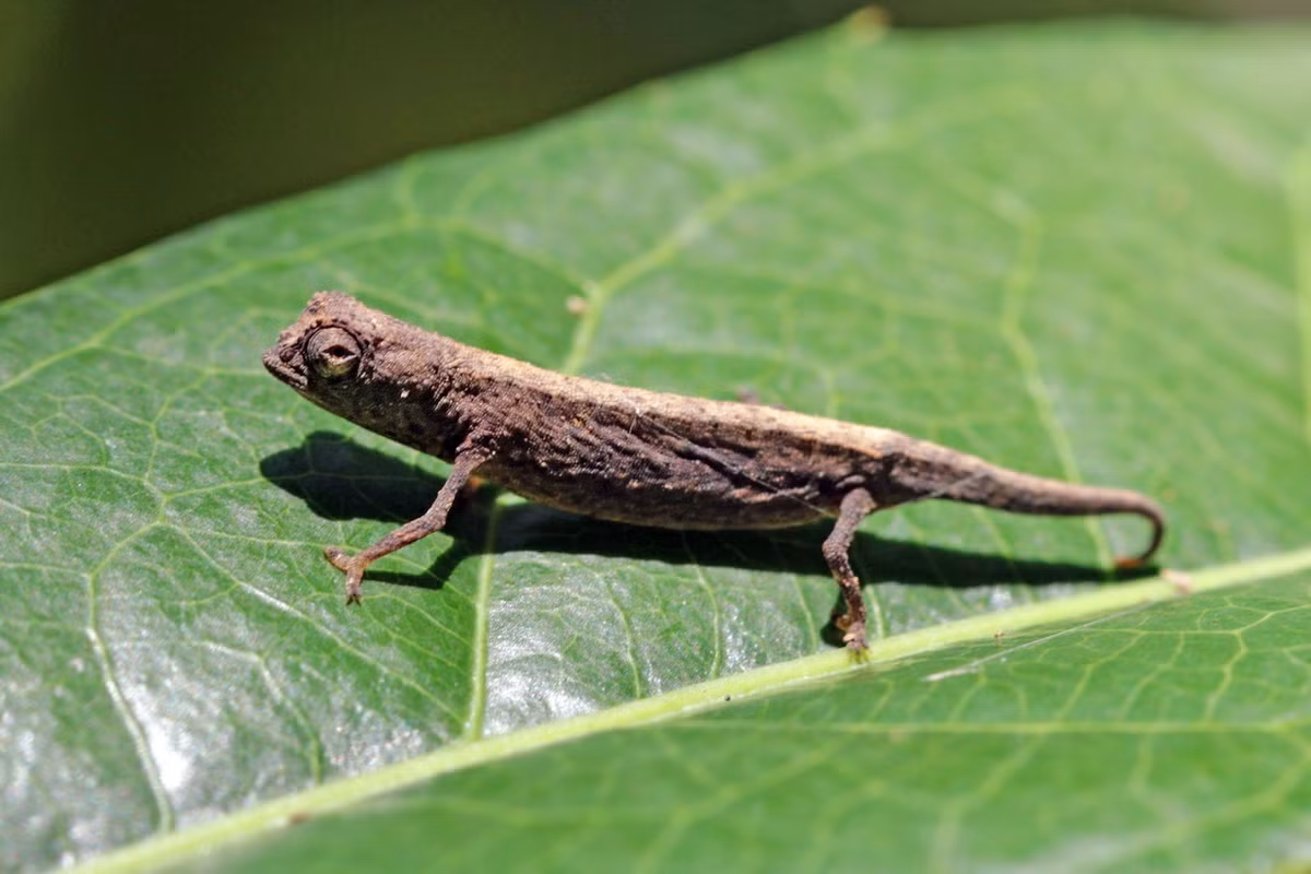 Môi trường sống ưa thích của tắc kè lá là vùng ven sông và các khu rừng nhiệt đới ít bị xáo trộn. Chúng hiếm khi hiện diện ở những nơi bị tác động nhiều bởi con người.Ảnh: Wikipedia.