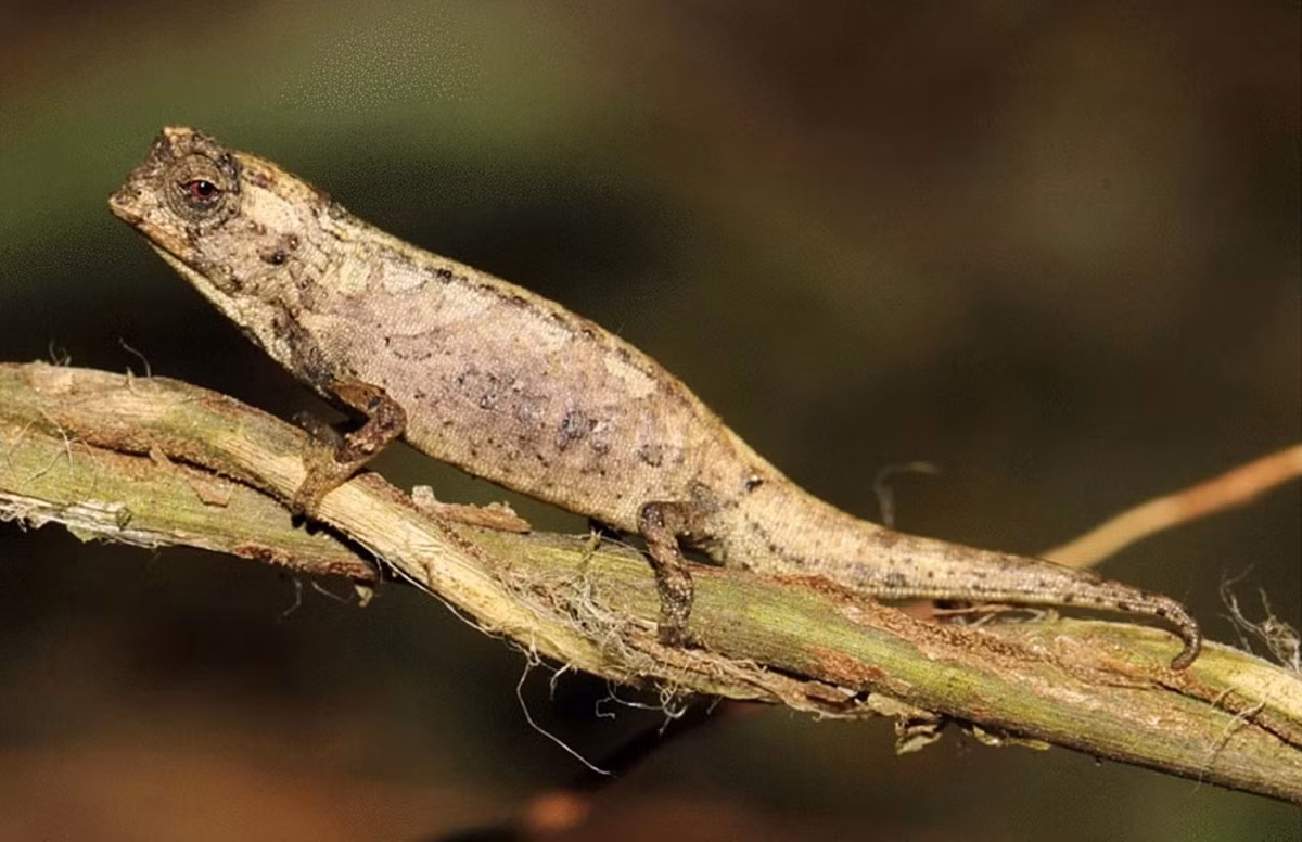 Với chiều dài từ đầu đến chót đuôi từ 25-30 mm khi trưởng thành, chúng được coi là những loài thằn lằn nhỏ nhất còn tồn tại trên thế giới. Ảnh: Sci.news.