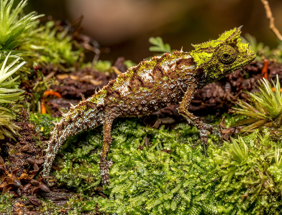 Hầu hết các loài tắc kè lá sống trong phạm vi rất nhỏ ở những khu vực khó tiếp cận, và do kích thước nhỏ và tính rụt rè, chúng ít được nghiên cứu so với các họ hàng lớn nổi tiếng hơn trong họ Tắc kè hoa. Ảnh: Marko VodeOs.