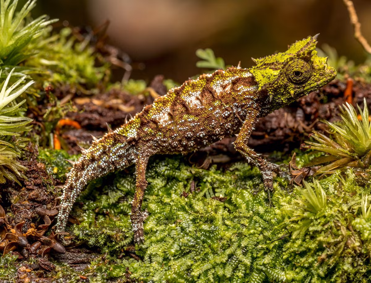 Hầu hết các loài tắc kè lá sống trong phạm vi rất nhỏ ở những khu vực khó tiếp cận, và do kích thước nhỏ và tính rụt rè, chúng ít được nghiên cứu so với các họ hàng lớn nổi tiếng hơn trong họ Tắc kè hoa. Ảnh: Marko VodeOs.