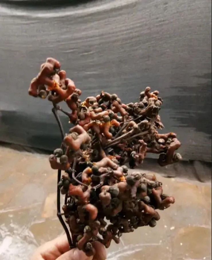 Điểm nhận dạng đặc biệt của khúng khéng là hình dạng xoắn kỳ lạ, vừa giống chân gà vừa giống gậy chống của người già. Tại Việt Nam, nhiều người còn gọi chúng là “kê trảo”.