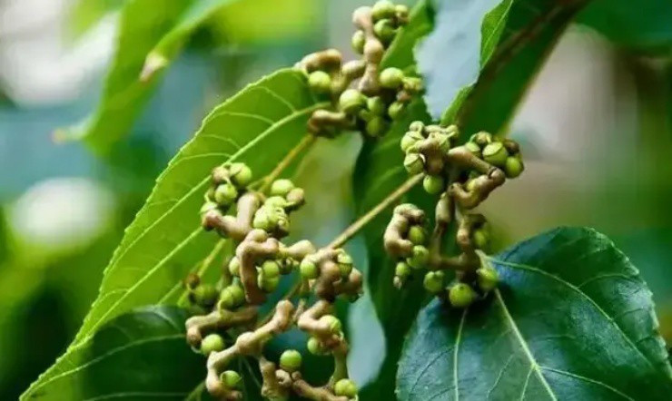 Tại Trung Quốc, khúng khéng còn có thể dùng làm rượu thuốc, mứt và các thực phẩm khác, có tác dụng bồi bổ sức khỏe cao. Trong những năm gần đây, khi sự quan tâm của mọi người đến sức khỏe không ngừng tăng lên thì khúng khéng cũng ngày càng nhận được nhiều sự quan tâm hơn.