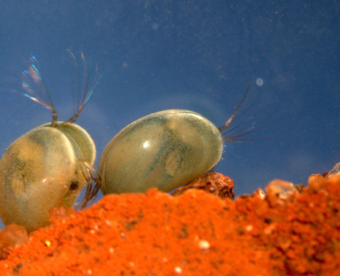 Có khoảng 70.000 loài giáp trai đã được tìm thấy, nhưng chỉ có 13.000 loài đã được công nhận, trong đó khoảng 2.000 loài sống trên cạn. Một phần lớn các loài này vẫn chưa có mô tả khoa học. Ảnh: CNN.