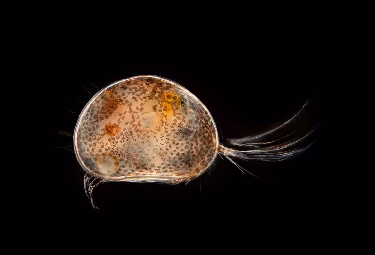 Hầu hết các loài giáp trai đã mất hoàn toàn hoặc một phần sự phân chia thân và không có ranh giới giữa ngực và bụng. Chúng thường có hình tròn và hình bầu dục, nhìn giống hạt cây. Ảnh: GEO.