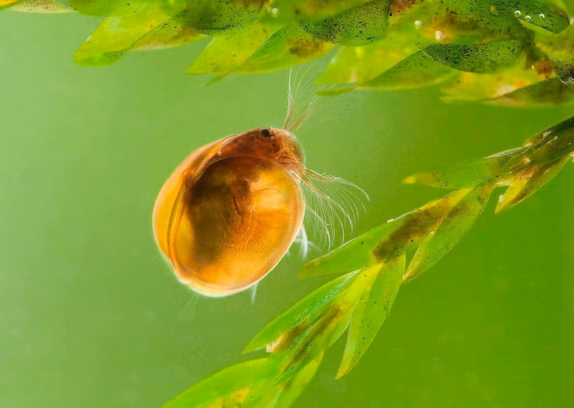 Đầu là phần lớn nhất của cơ thể giáp trai. Đây là nơi có hai cặp râu phát triển được sử dụng để bơi trong nước. Ngoài ra còn có một cặp hàm dưới và một cặp hàm trên. Ảnh: Aquariumbreeder.