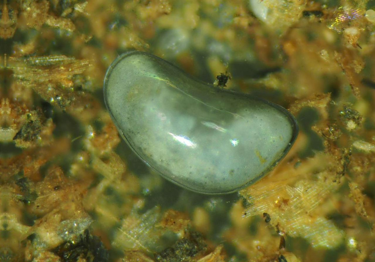 Chúng có thể là một phần của hệ động vật phù du hoặc là sinh vật đáy (phổ biến nhất), nhưng cũng có thể sống trên bề mặt hoặc tầng trên của đáy biển. Nhiều loài có thể sống trong môi trường nước ngọt. Ảnh: Laji.fi.