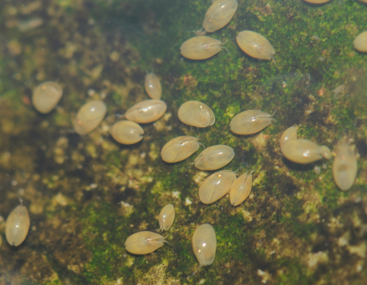 Các loài giáp trai cũng có nhiều cách thức kiếm ăn khác nhau. Một số là kẻ săn mồi theo kiểu ăn lọc, một số khắc thì ăn thực vật, ăn trên nền đáy hoặc ăn xác thối. Ảnh: Ji-Shen Wang / Flickr.