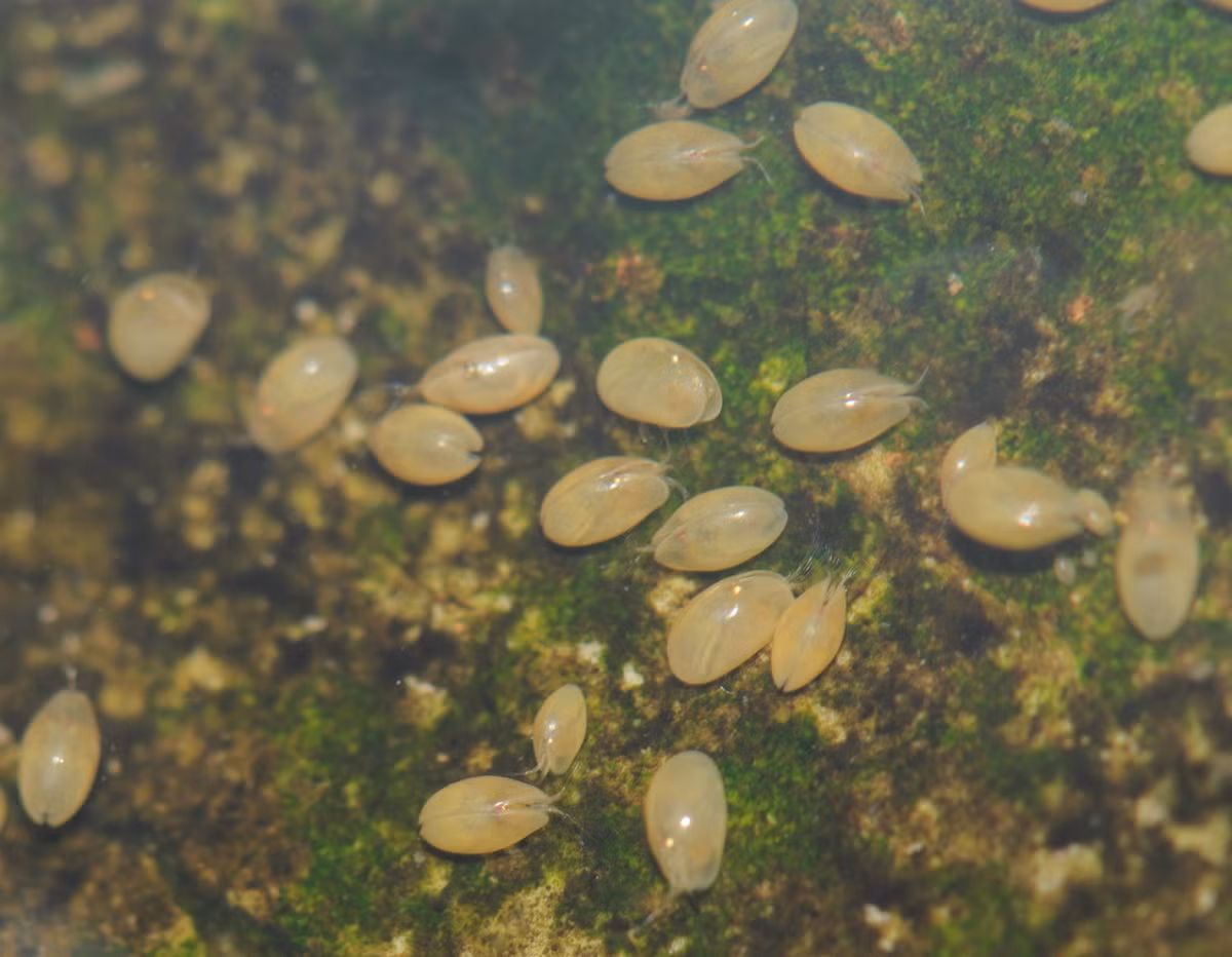 Các loài giáp trai cũng có nhiều cách thức kiếm ăn khác nhau. Một số là kẻ săn mồi theo kiểu ăn lọc, một số khắc thì ăn thực vật, ăn trên nền đáy hoặc ăn xác thối. Ảnh: Ji-Shen Wang / Flickr.