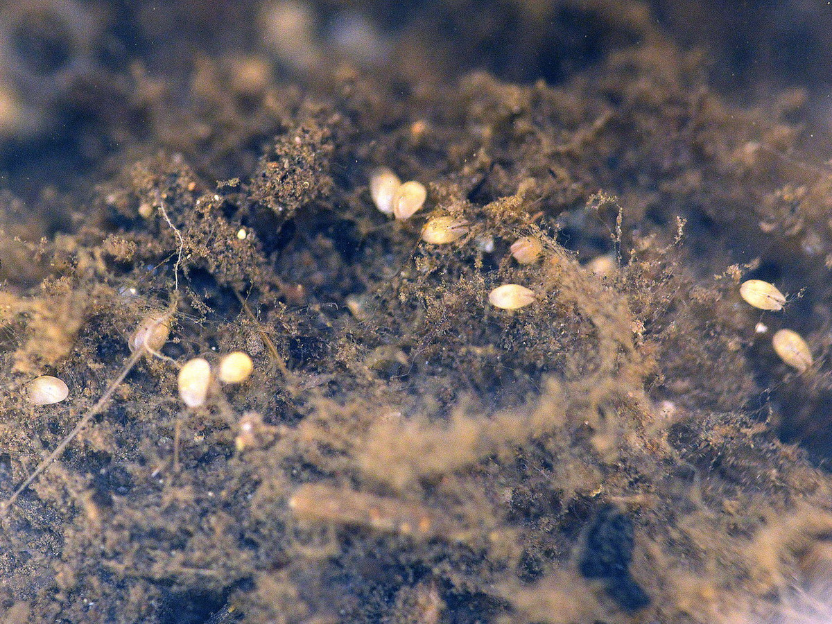 Khác với các loài giáp xác phổ biến như tôm cua, các loài giáp trai ít được con người biết đến. Dù vậy, chúng là nhóm động vật có ảnh hưởng lớn đến hệ sinh thái khi đóng vai trò quan trọng trong chuỗi thức ăn và các quá trình sinh học khác. Ảnh: El desinsectador y desratizador.