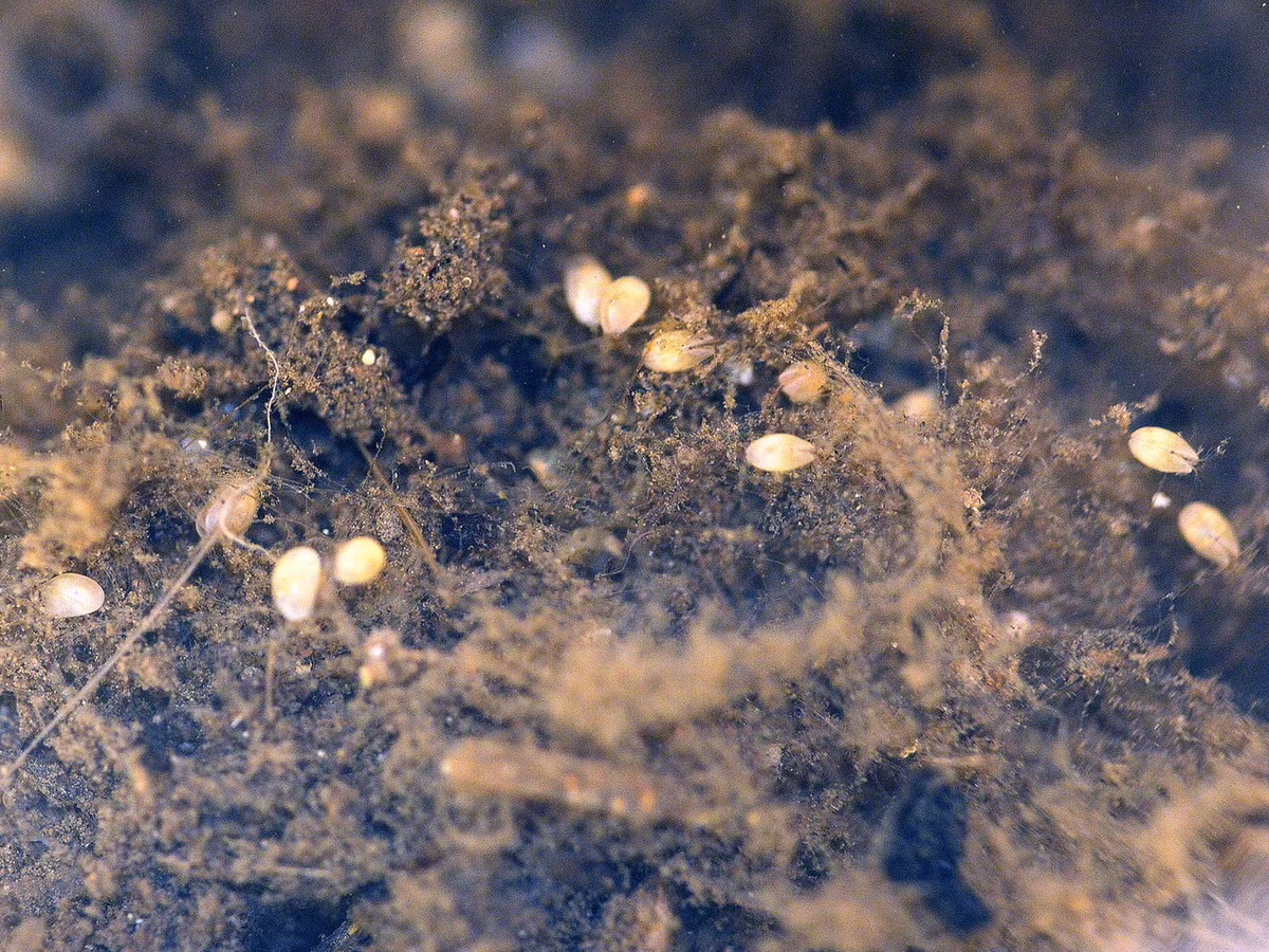 Khác với các loài giáp xác phổ biến như tôm cua, các loài giáp trai ít được con người biết đến. Dù vậy, chúng là nhóm động vật có ảnh hưởng lớn đến hệ sinh thái khi đóng vai trò quan trọng trong chuỗi thức ăn và các quá trình sinh học khác. Ảnh: El desinsectador y desratizador.