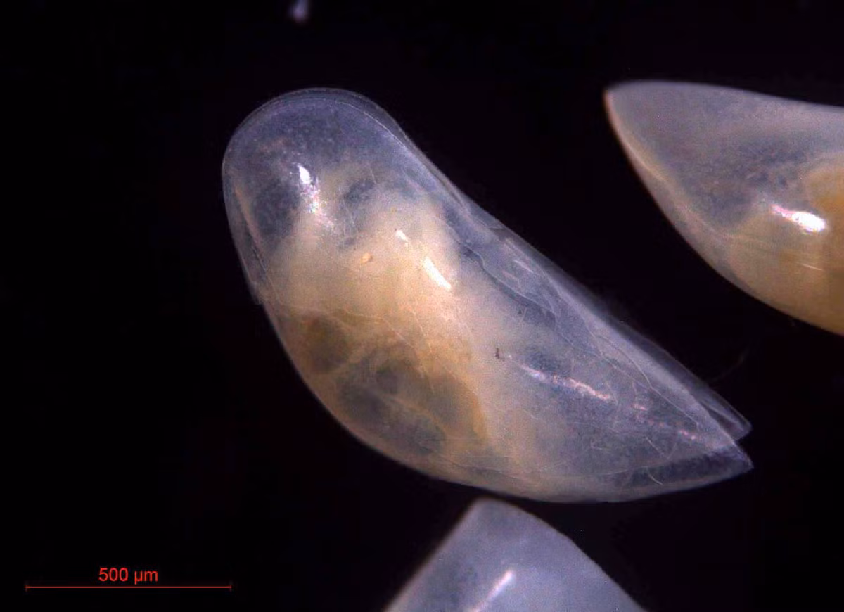 Tất cả các loài giáp trai có một cặp "bộ phận thông gió" đập nhịp nhàng, tạo ra dòng nước giữa cơ thể và bề mặt bên trong của mai. Một số loài có mắt kép, số khắc thì không có mắt hoặc chỉ có khi là ấu trùng. Ảnh: Ostracodaiceland.myspecies.info.