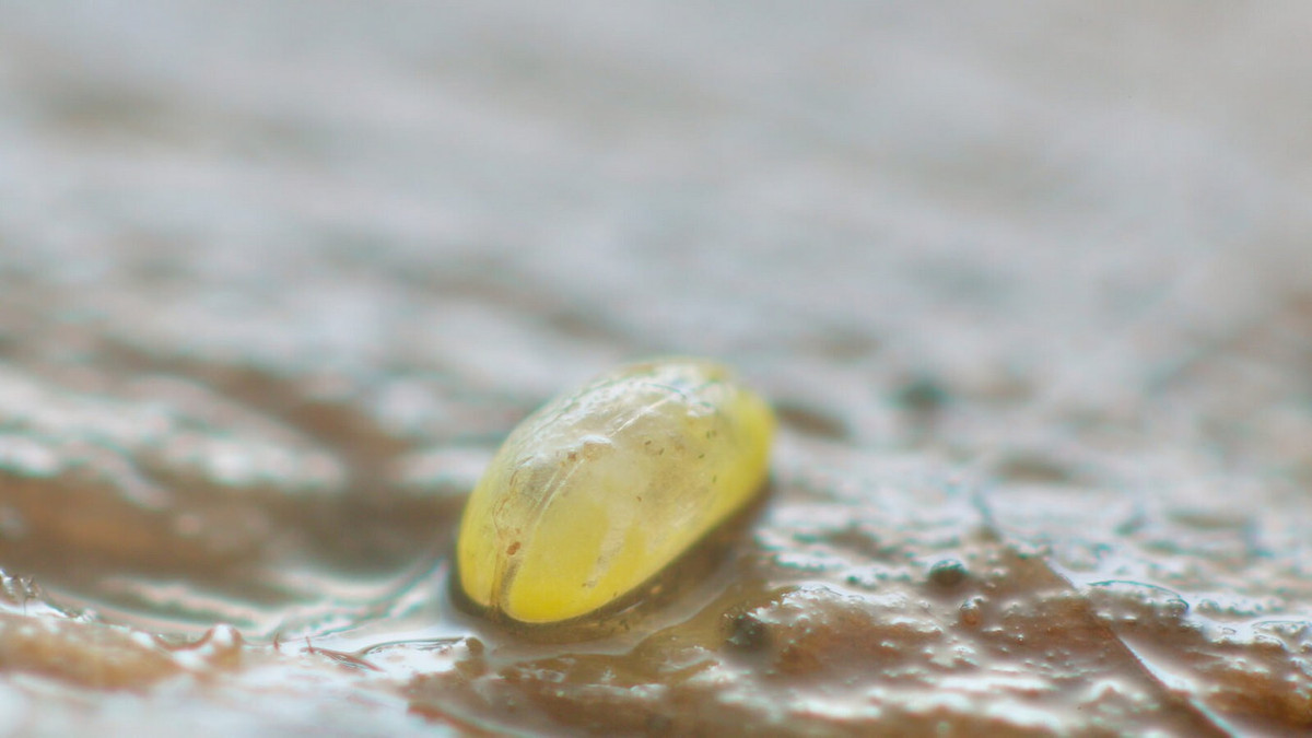 Và có một số loài (thuộc chi Mesocypris) sống trên mặt đất ở những khu vực đất ẩm ướt trong các khu rừng của Nam Phi, Australia và New Zealand. Ảnh: A Chaos of Delight.