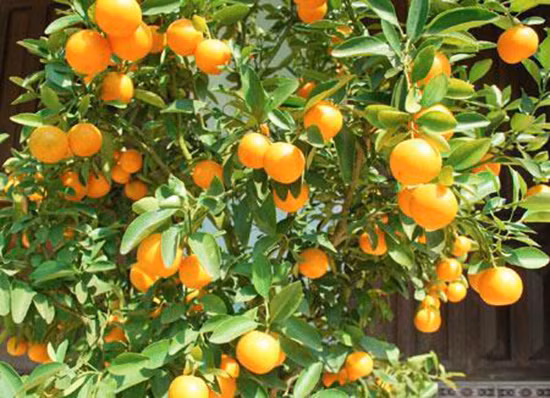 Hơn nữa, cây cam, quả cam và hoa cam có ý nghĩa phong thủy rất sâu sắc. Hoa cam tượng trưng cho sự tinh khiết, tươi mát và vẻ đẹp, đồng thời tượng trưng cho việc con người theo đuổi một cuộc sống tốt đẹp hơn.