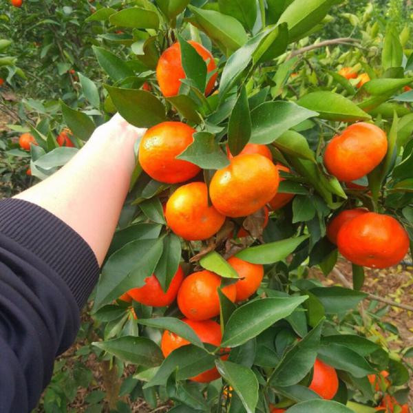 Người xưa thường dùng hoa cam để bày tỏ sự chúc phúc và quan tâm đến người thân, bạn bè. Cây cam là một loại cây trồng trong vườn được người xưa yêu thích vì nó tượng trưng cho sự may mắn, tốt lành. 