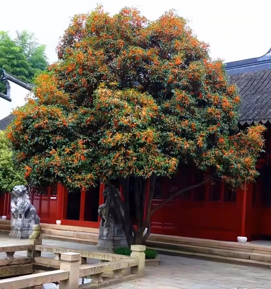 Cây cảnh có mùi thơm ngào ngạt này là một loại cây bụi thường xanh thuộc họ Osmanthus. Loài hoa này có nhiều màu như hoa vàng, hoa cam, hoa trắng... trong đó mộc hương màu vàng cam thực sự nồng nàn hơn cả.