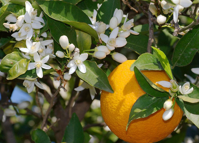  Mộc mạc và tươi mới, đơn giản và thanh lịch, đây chính là mùi thơm của hoa cam. Trên thực tế, nguồn gốc của hương thơm hoa cam chủ yếu là các chất thơm dễ bay hơi thoát ra từ cánh hoa và nhị hoa của nó. Khi các chất này khuếch tán trong không khí sẽ tạo thành mùi thơm hoa cam độc đáo.