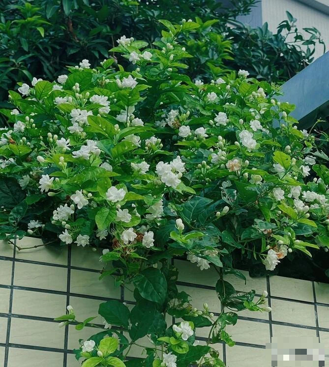 Hoa nhài cũng là bông hoa nhỏ bé, bình dị nhưng hương thơm ngào ngạt. Hoa nhài là một loại cây bụi leo nhỏ thuộc họ Oleaceae và cũng là loài hoa truyền thống nổi tiếng.