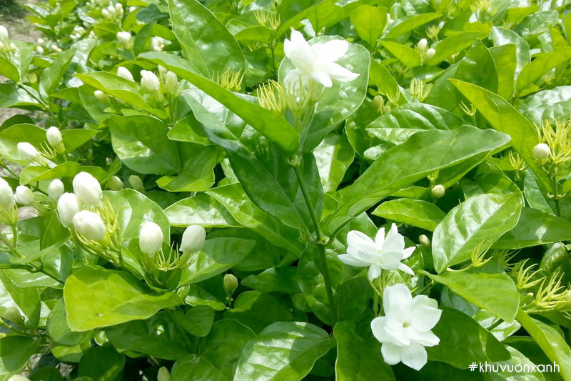  Nhài: Hương thơm của hoa nhài tươi mát và quyến rũ, không quá nồng cũng không quá thanh lịch, nó chỉ thể hiện sự sang trọng và quý phái.Ảnh minh họa Toutiao