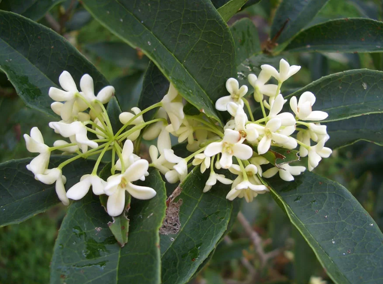 Hoa mộc hương có màu vàng óng nở rộ vào tháng 8-10, tựa như ánh nắng mùa thu, rơi xuống đất như thảm nắng lấp lánh. Ở trên cành từng bông hoa nhỏ xếp thành từng lớp, xôn xao trong gió, rũ mùi hương đi xa.