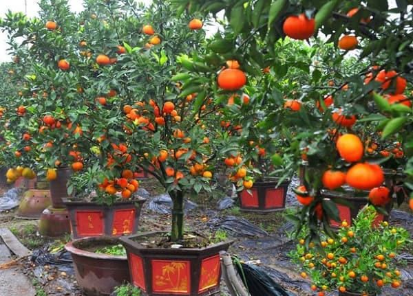  Hàng năm từ tháng 3 đến tháng 5 vào đầu mùa xuân, hoa cam nở rộ. Cánh hoa của nó có màu trắng như tuyết, nhị hoa có màu vàng nhạt, toàn bộ bông hoa trông tươi tắn và trang nhã.