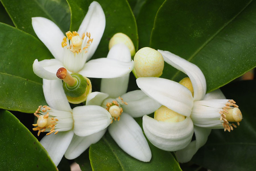  Quả cam tượng trưng cho sự may mắn và giàu có, còn lá xanh và quả cam của cây lại thêm sức sống, màu sắc cho sân vườn. Trong phong thủy, cây cam thường gắn liền với sự giàu có, may mắn nên việc trồng cây cam trong sân được coi là cách thu hút may mắn.