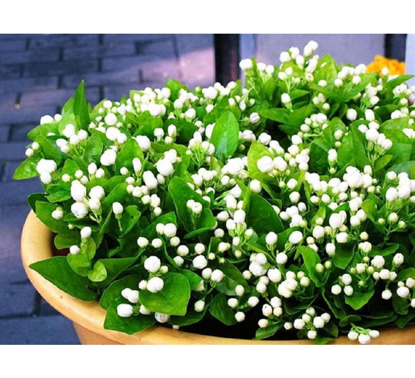 Có người đã so sánh về hoa nhài: “Tuy không đẹp lộng lẫy nhưng lại có vị ngọt ngào của hoa hồng, hương thơm của hoa mận, sự xa vắng của hoa lan và sự sang trọng của hoa mộc lan”. Hoa nhài gắn bó với đời sống của con người trong nhiều lĩnh vực. Chúng được dùng để pha trà, làm hương liệu, tinh dầu, nước hoa, chế biến món ăn, mỹ phẩm và chữa bệnh.