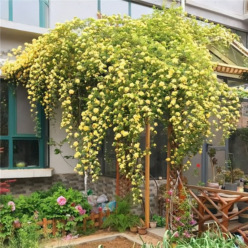  Nhiều người cho rằng hồng mân côi là "bông hoa thơm nhất trên thế giới". 1 bông hoa có mùi thơm không nhiều nhưng triệu bông cùng "lên tiếng" sẽ là một lọ nước hoa khổng lồ bị đánh vỡ. Cả một vùng rộng lớn sẽ tràn ngập hương thơm khiến bạn phải kinh ngạc.