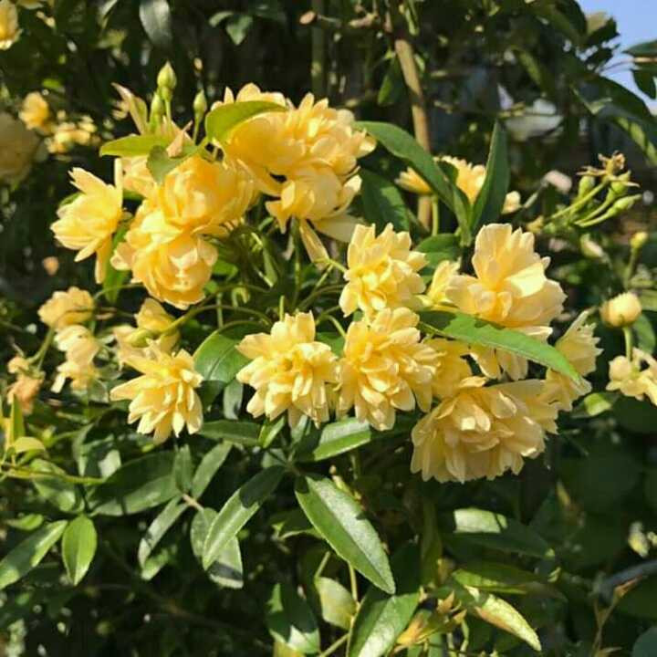  Ở gần chúng, bạn cảm giác như đang ướp mình trong lọ nước hoa khổng lồ, khiến lồng ngực của chúng ta căng đầy. Với hương hoa thơm ngào ngạt, sắc màu rực rỡ, hoa nở từng chùm dày đặc nên khi cây cảnh này nở hoa hầu như không ai có thể cưỡng lại được sự cám dỗ của nó. 