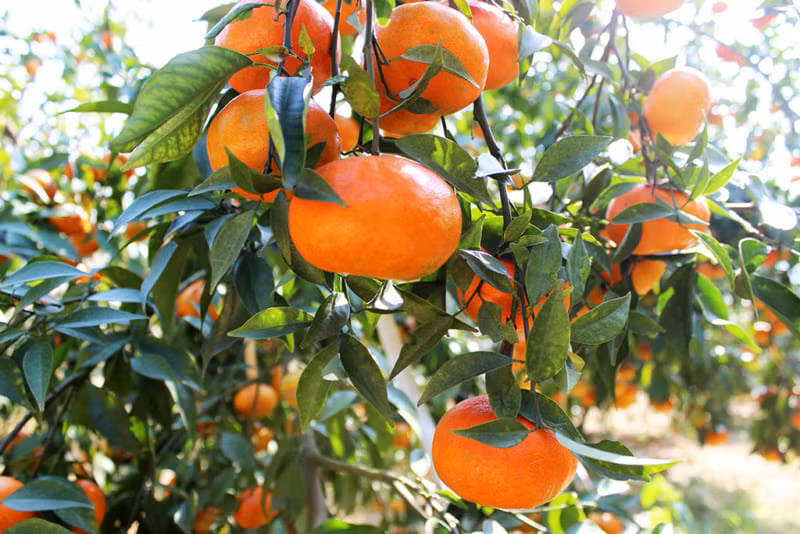  Cam: Hoa cam rất bình thường nhưng lại là những bông hoa thơm nhất. Ở đâu có cây cam, bạn đứng xa vài trăm mét cũng có thể ngửi thấy mùi thơm của hoa cam. 