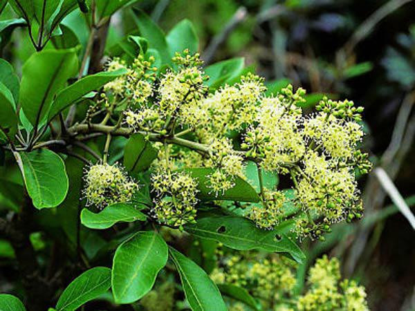 Không những mang lại không gian thoáng đãng ngũ gia bì còn giúp thanh lọc không khí, hạn chế sự tấn công của các loại côn trùng. Bên cạnh đó, nếu đặt một cây ngũ gia bì trên bàn làm việc, đầu óc bạn cũng sẽ trở nên tỉnh táo và minh mẫn hơn, có thêm năng lượng để giải quyết công việc.