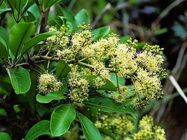 Không những mang lại không gian thoáng đãng ngũ gia bì còn giúp thanh lọc không khí, hạn chế sự tấn công của các loại côn trùng. Bên cạnh đó, nếu đặt một cây ngũ gia bì trên bàn làm việc, đầu óc bạn cũng sẽ trở nên tỉnh táo và minh mẫn hơn, có thêm năng lượng để giải quyết công việc.