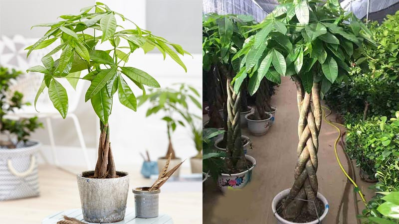 Trồng cây cảnh kim ngân khá đơn giản, cây cảnh kim ngân nhỏ có thể trồng thủy canh. Tuy nhiên, cơ hội để cây cảnh kim ngân thủy canh nở hoa là gần như bằng 0. Vì vậy nếu bạn đang mong chờ một ngày có thể thưởng thức hoa thì tốt nhất bạn nên trực tiếp trồng cây cảnh này trong đất.