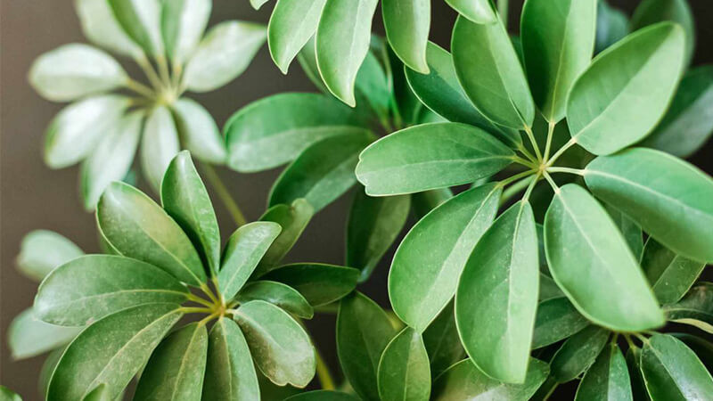 Cây ngũ gia bình là thân nhỏ có chiều cao có thể lên đến 2 m. Cành cây vươn dài và có rất nhiều gai. Lá ngũ gia bì mọc so le từng chùm, có hình bầu dục hoặc thuôn, mỗi chùm khoảng 3-5 lá. Cây ngũ gia bì cũng có hoa và quả. Hoa ngũ gia bì mọc ở đầu cành, màu trắng lục, cánh hình tam giác. Quả có hình cầu dẹt và khi chín lên có màu đen.