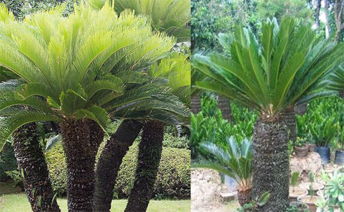 Khi bạn trồng cây vạn tuế trong nhà bạn nên trồng cây ở hướng Bắc và hướng Tây để tốt cho cả cây và chủ nhân, cây càng tươi tốt thì bạn sẽ luôn gặp được nhiều tài lộc, may mắn và đường công danh có nhiều thăng tiến.