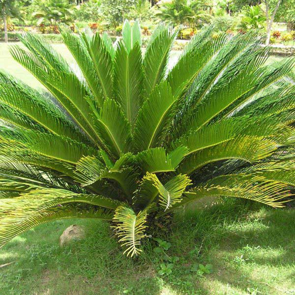  Cây vạn tuế. Từ xa xưa đã có câu “Cây vạn tuế nở hoa, nghìn năm mới thấy”! Mặc dù loài cây cảnh vạn tuế được lai giống về cơ bản có thể nở hoa 10 năm một lần nếu bạn trồng trong chậu hoặc trong sân vườn. Tuy nhiên cũng không nhiều người được chứng kiến tận mắt điều này.