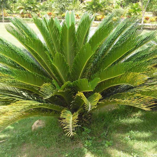  Cây vạn tuế. Từ xa xưa đã có câu “Cây vạn tuế nở hoa, nghìn năm mới thấy”! Mặc dù loài cây cảnh vạn tuế được lai giống về cơ bản có thể nở hoa 10 năm một lần nếu bạn trồng trong chậu hoặc trong sân vườn. Tuy nhiên cũng không nhiều người được chứng kiến tận mắt điều này.