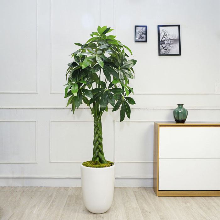 Cây cảnh kim ngân lớn được đặt ở phòng khách hoặc phòng làm việc càng thể hiện được khí chất của gia chủ. Khi trồng cây cảnh kim ngân cần lưu ý cho chúng tắm nắng nhiều và tránh nhiệt độ cao, ánh sáng gắt trực tiếp. Bạn cũng nên tưới nước thường xuyên, nhưng nên tưới ít nước mỗi lần tưới để đảm bảo rằng đất không bị úng.