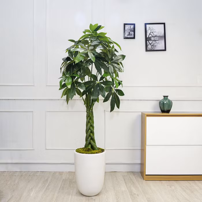 Cây cảnh kim ngân lớn được đặt ở phòng khách hoặc phòng làm việc càng thể hiện được khí chất của gia chủ. Khi trồng cây cảnh kim ngân cần lưu ý cho chúng tắm nắng nhiều và tránh nhiệt độ cao, ánh sáng gắt trực tiếp. Bạn cũng nên tưới nước thường xuyên, nhưng nên tưới ít nước mỗi lần tưới để đảm bảo rằng đất không bị úng.