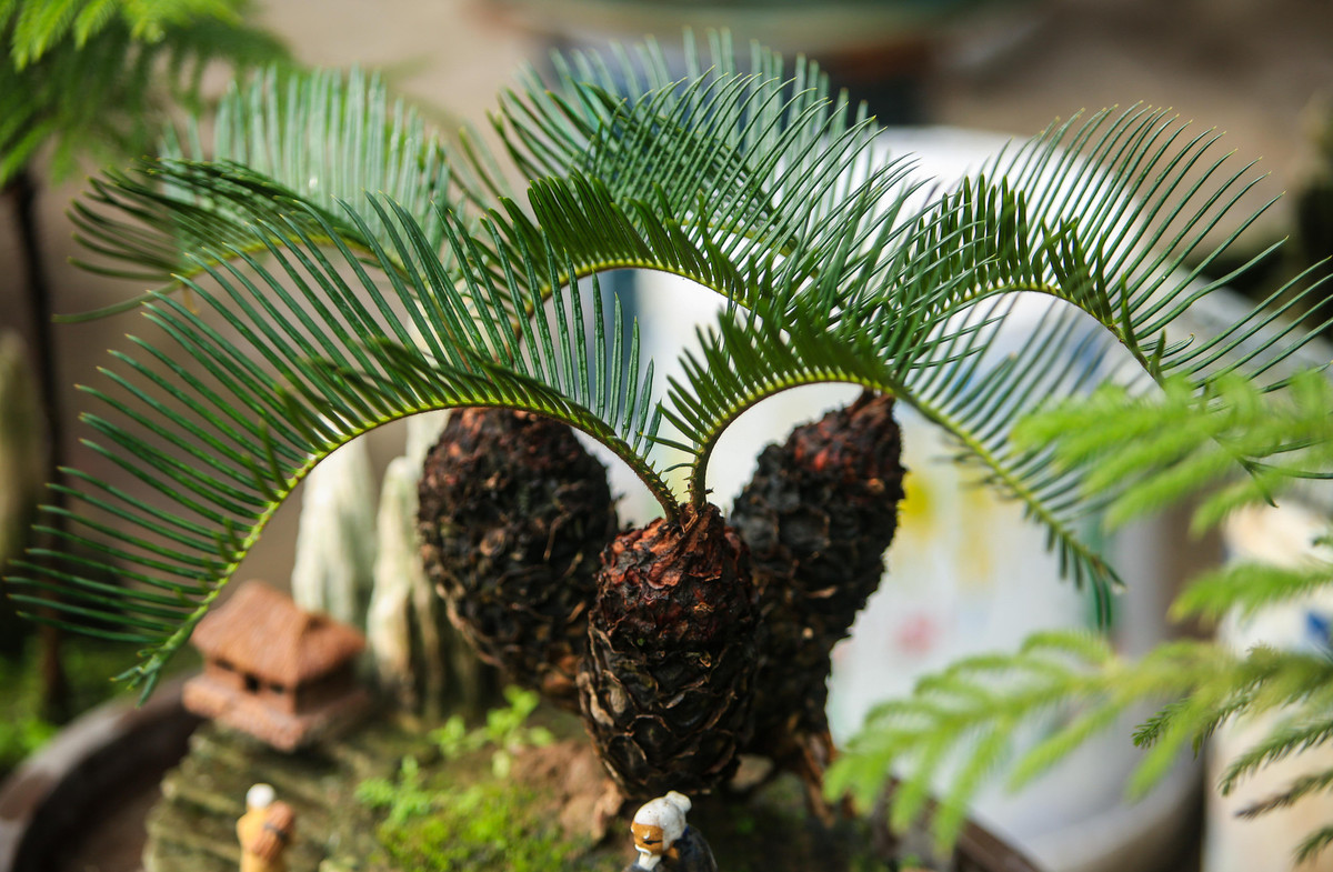 Hoa vạn tuế có đầu phía trên tum nhỏ lại, có nhiều mắt nhỏ và dẹp được xếp lại với nhau trông rất đẹp. Hoa có màu vàng cam.