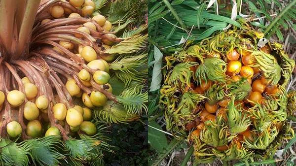 Theo các nghệ nhân cây cho biết, nếu cây vạn tuế được trồng trong điều kiện thích hợp và biết cách chăm sóc thì khoảng 15-20 năm thì cây vạn tuế có thể nở hoa. Mỗi lần nở hoa đều được săn đón vì có ý nghĩa thêm tài thêm lộc, đông đúc con cái.